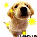 dog3.gif
